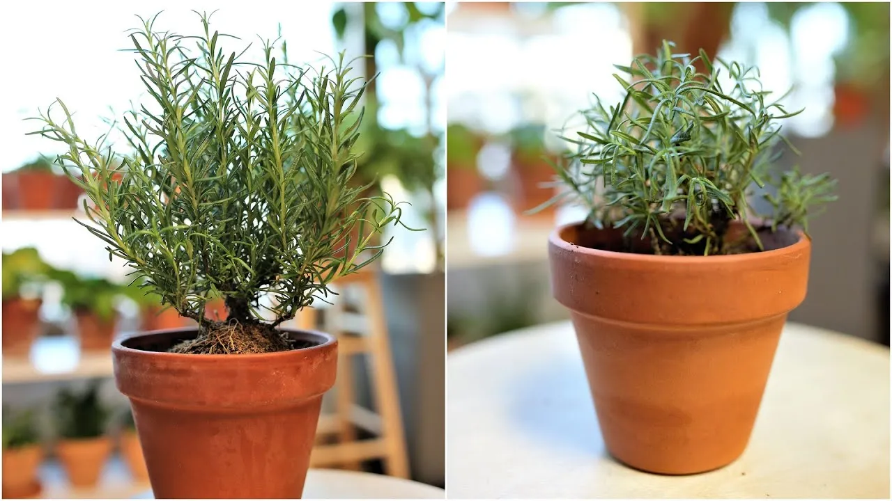 로즈마리 물주기 가지치기 환기관리 햇빛배치 주방 허브로 인기_2