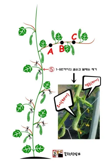 순지르기 기초 측지유도 키작게유지 공간효율 관리 팁_12