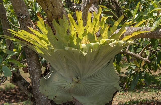 플리코드(Platycerium bifurcatum): 건강한 성장과 벽면 장식법