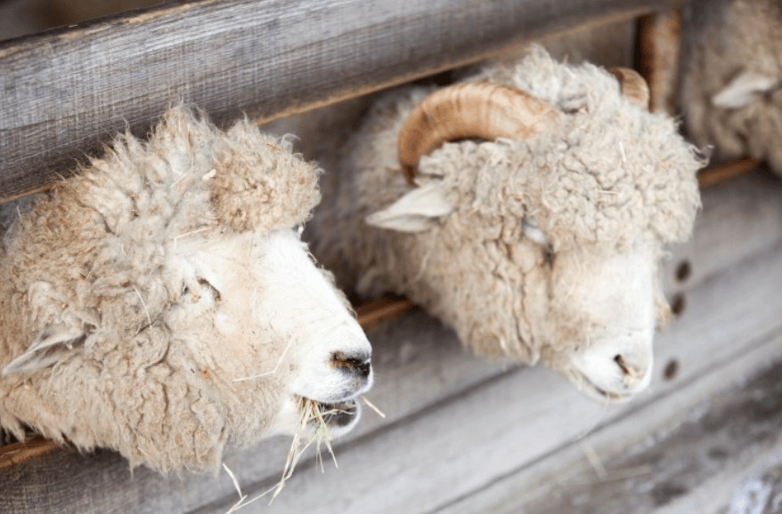 양 떼목장에서 하얗게 쌓인 눈밭에서 주위 풍경을 배경