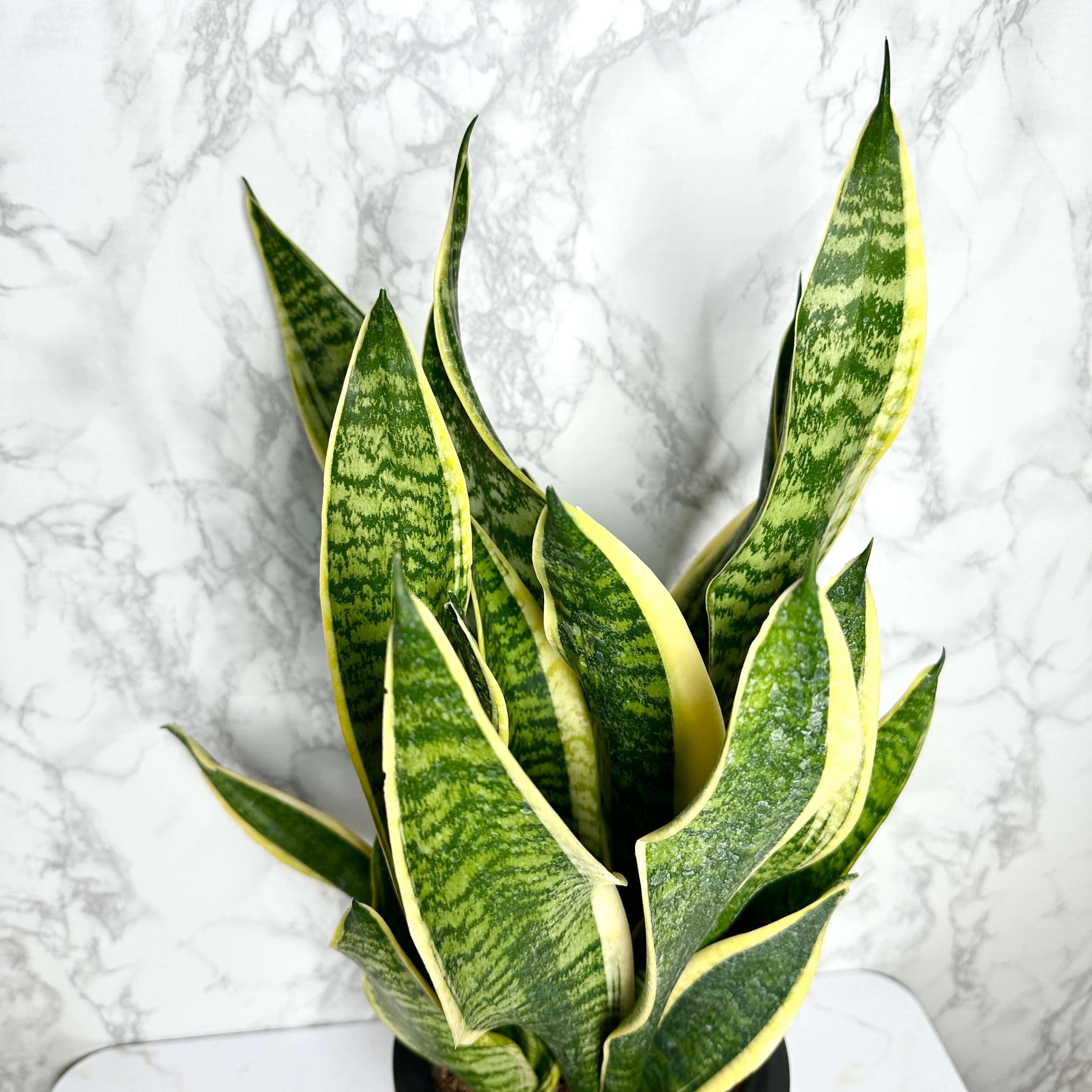 산세베리아 키우기