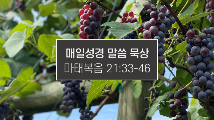 썸네일-포도나무