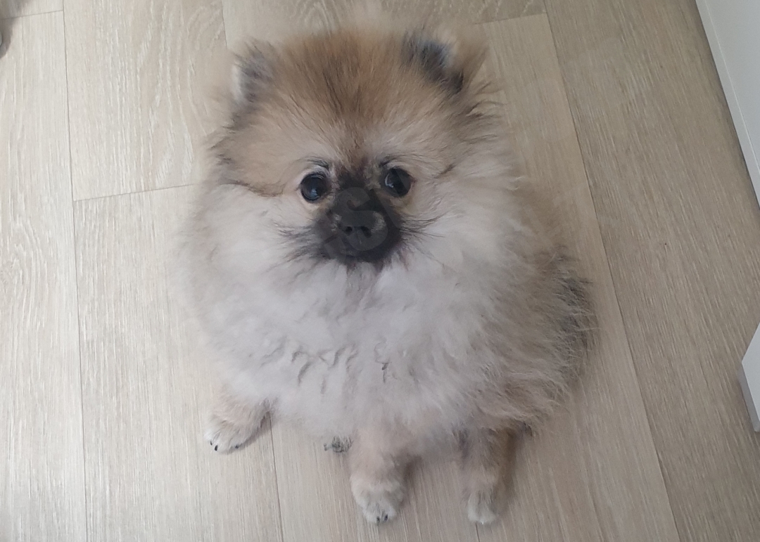 아기 포메라니안
