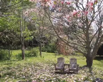 천리포수목원 목련 축제_2