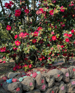 제주도 동백꽃 명소 best 5