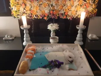 강아지 장례식장 비용 화장 무덤 법적 절차_14