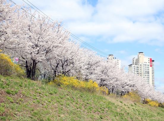 평촌 벚꽃