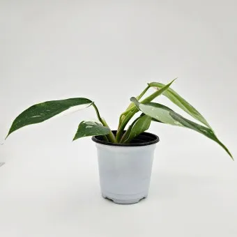 필로덴드론 물주기 지지대세우기 분갈이 비료관리 튼튼하게 키우기_32