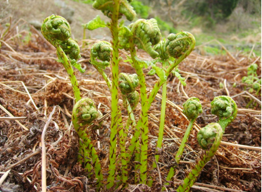 쇠털고비와 참고비