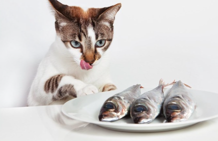 접시 위의 날생선을 보고 혀를 핥는 고양이.