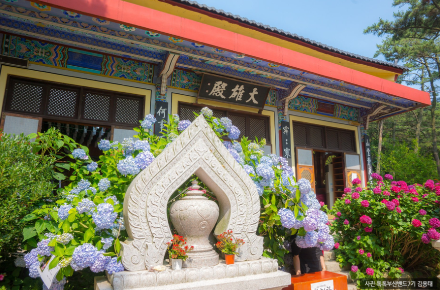 부산 태종대 수국 명소 완전 정복! 개화시기부터 수국축제, 포토존까지