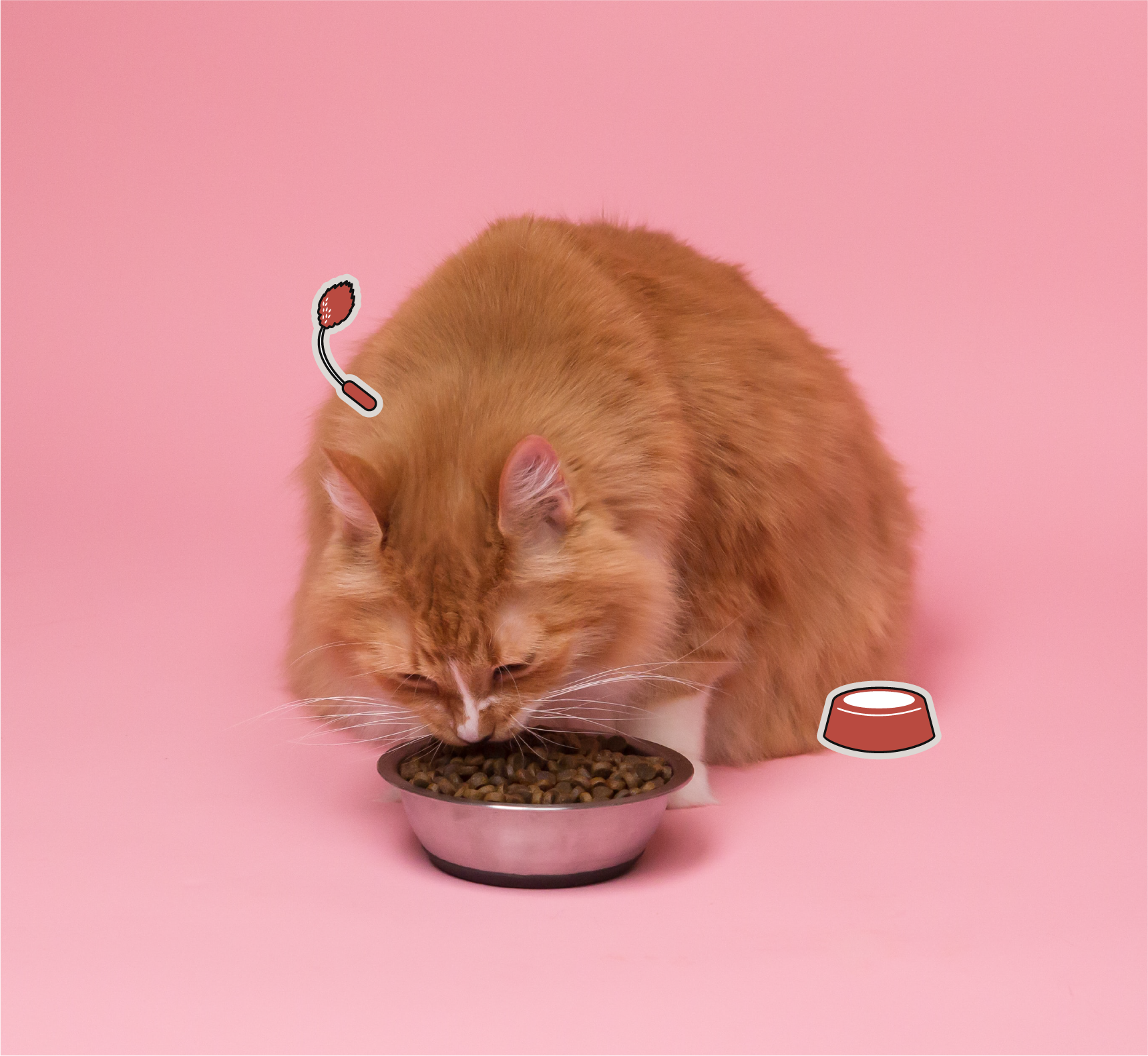 고양이-밥