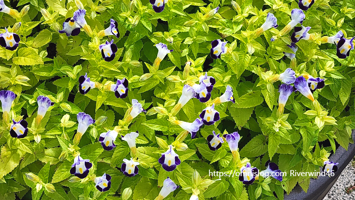 토레니아 푸르니에리(Torenia fournieri)위시본 플라워(Wishbone flower)