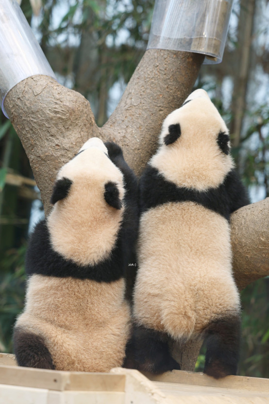 푸바오 동생 루이바오와 후이바오 소개 및 에버랜드 관람 꿀팁_관람