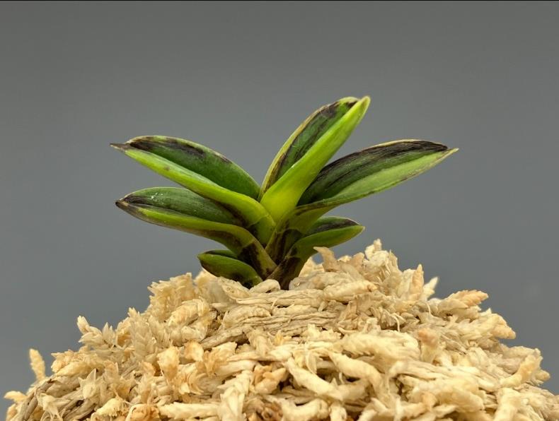 생생정보 난테크 어린 촉