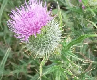 엉겅퀴는 많은 효과가 입증 되었습니다.