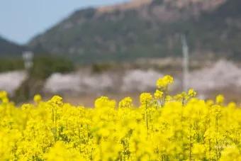봄꽃 여행지 베스트10 벚꽃 유채 튤립 명소와 걷기 좋은 코스_20