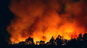 산불 피해 보상과 실시간 정보 확인