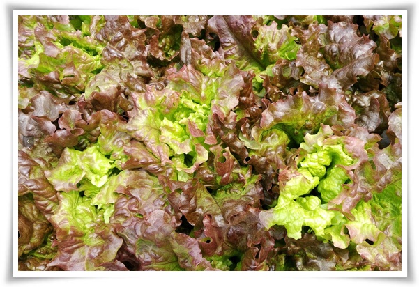 텃밭 "상추 키우기" 초보자도 쉽게 키우는 신선한 쌈 채소 재배의 모든 것!