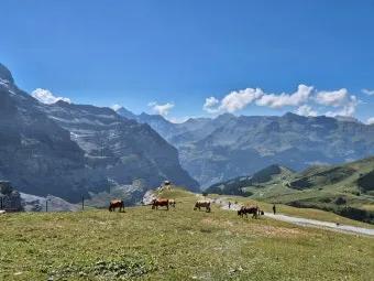 스위스 융프라우 37번 하이킹 코스 후기 아이거글래처에서 클라이네샤이덱까지 걷기로 기록_13
