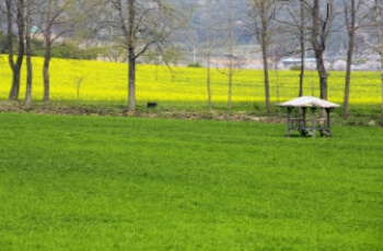 고창 청농원 라벤더 축제 주변1