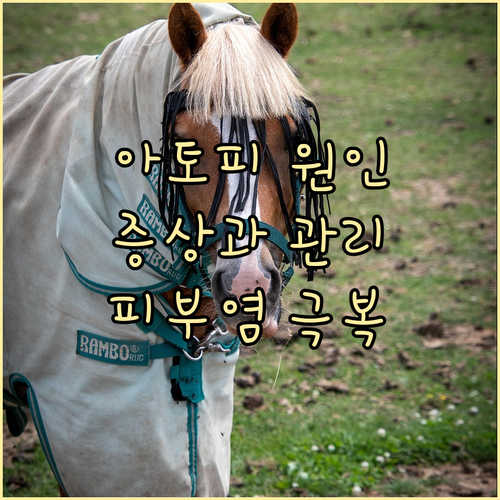 성인 아토피 피부염: 원인, 증상, ..