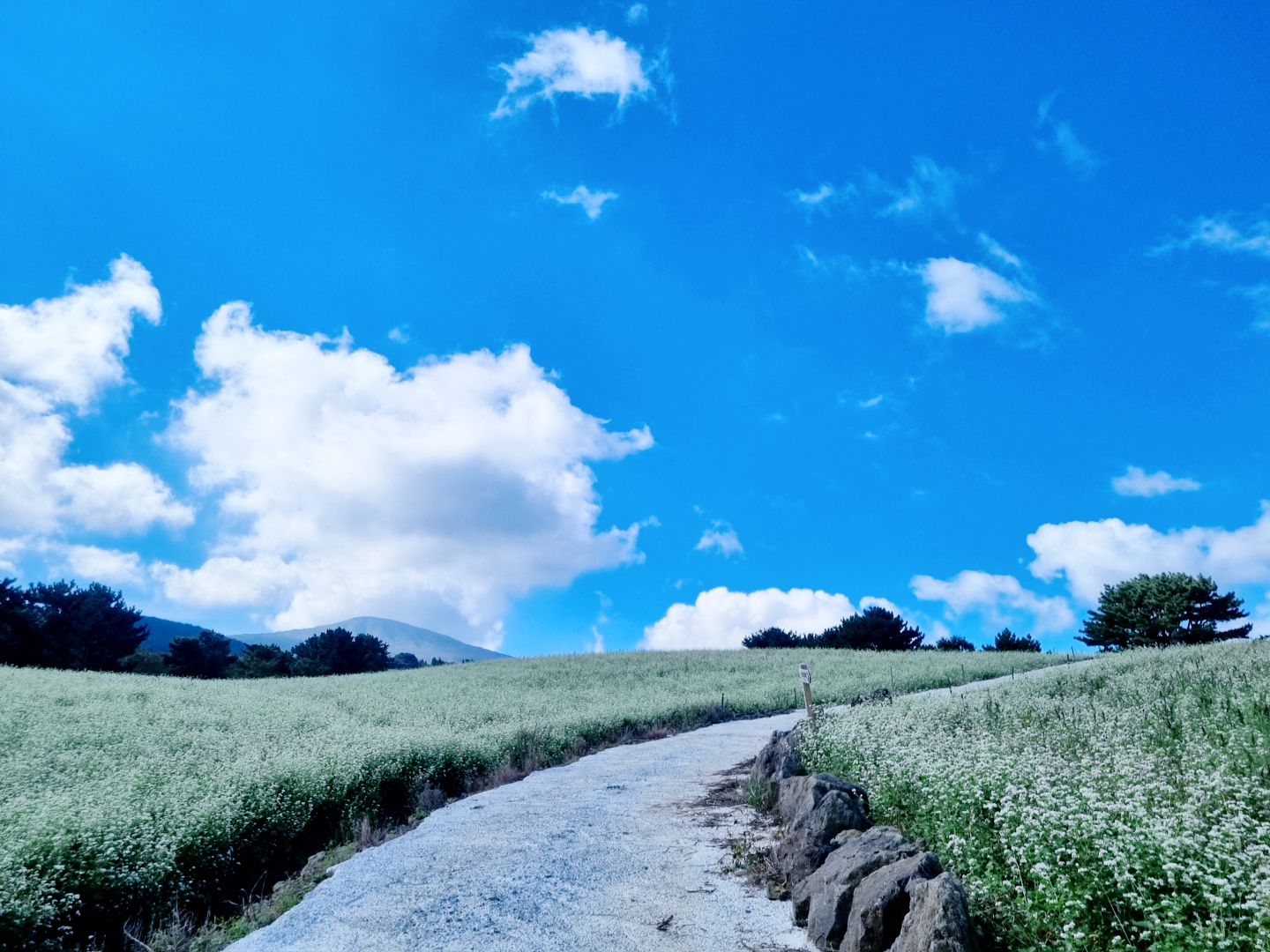 오라동 메밀꽃밭