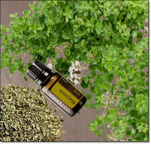 마조람 및 마조람 오일