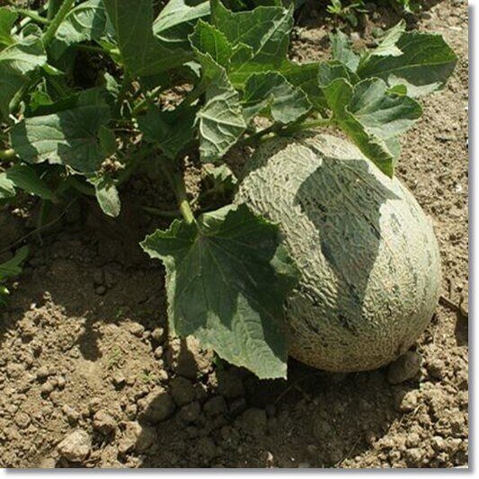 메론 재배, 덜익은 메론 사진