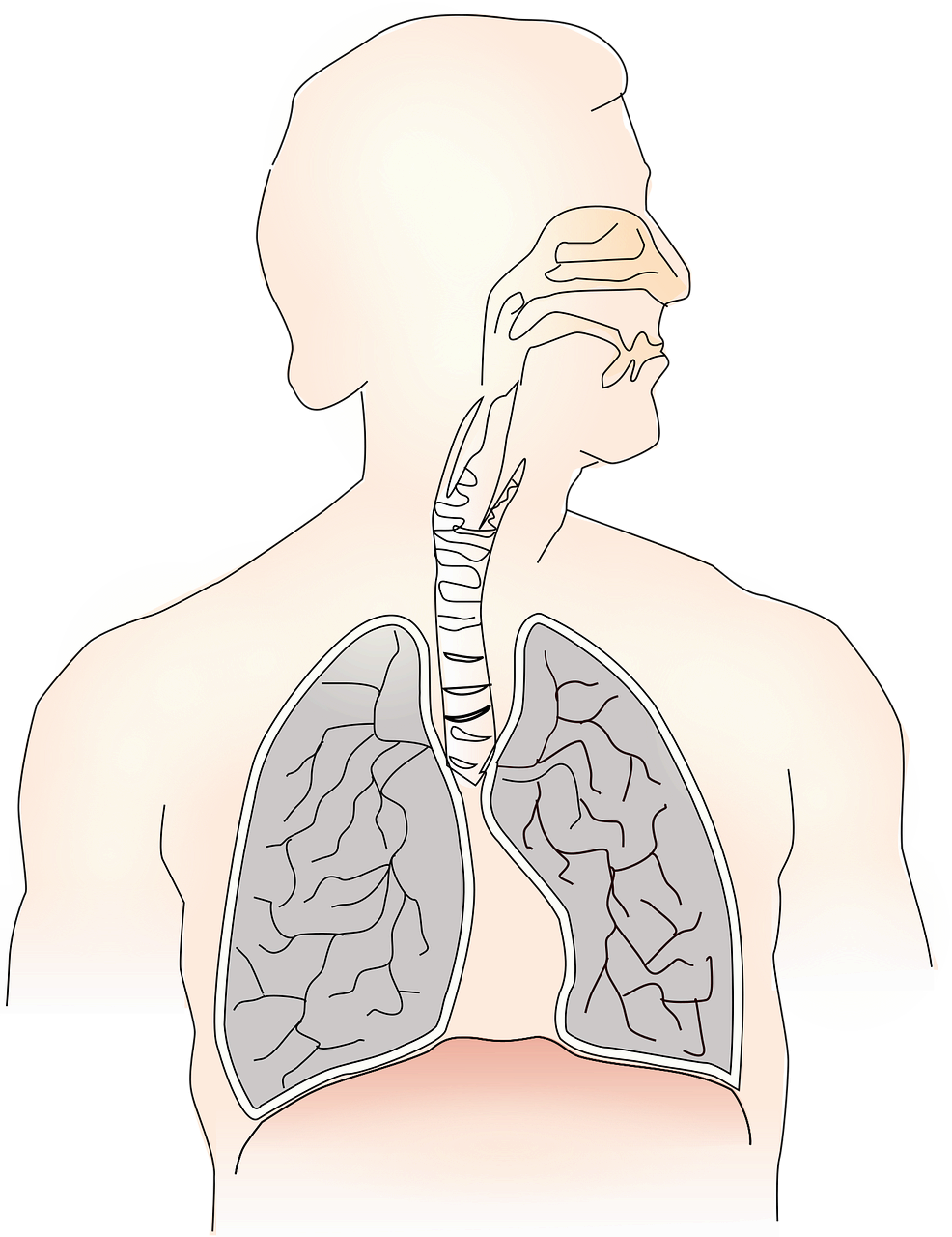 소세포 폐암 (SCLC)**의 특징과 치료 전략