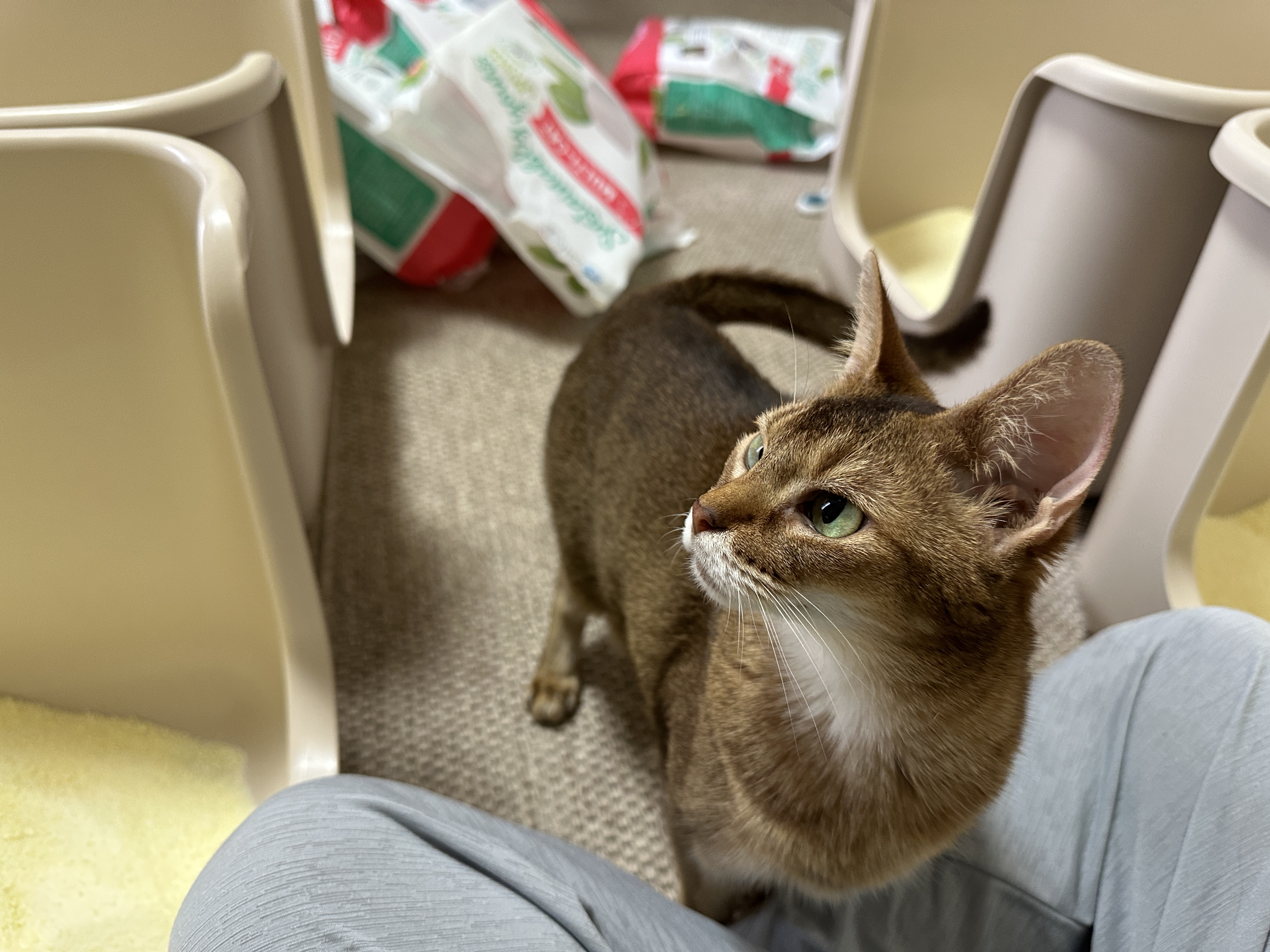 5월의 고양이들 화장실 모래 전체 갈이 (feat. 건이, 루디, 루나)