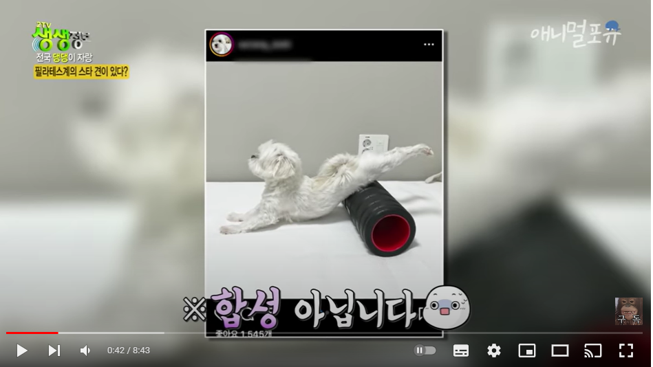 개야 사람이야? 사람보다 유연한 필라테스 하는 강아지🐶