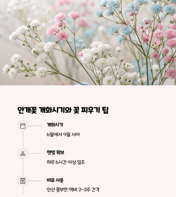 안개꽃 개화시기