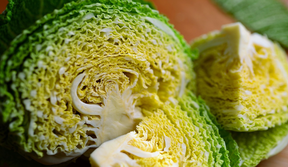 양배추 관련 사진