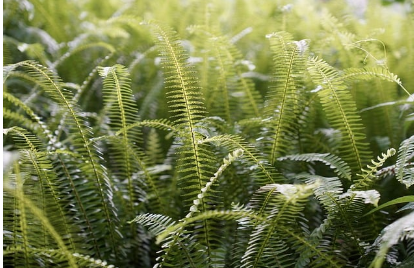 탈모치료 미녹시딜 vs 피나스테리드&amp;#44; 후기 중심 비교 리뷰