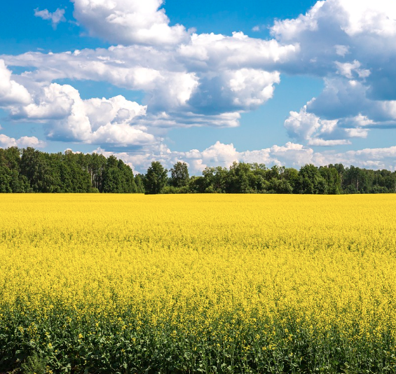창녕 낙동강 유채축제