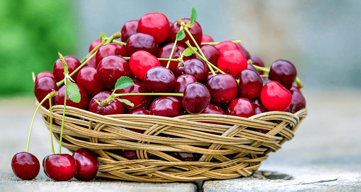 체리 사진 - 1