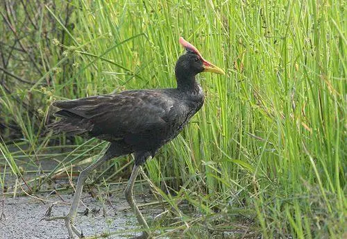 우드퍼드 뜸부기에 대해 내가 기록한 첫 번째 관찰 노트