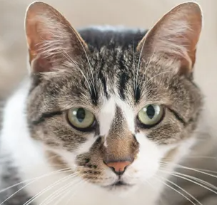 고양이 감염병, 감염 경로를 올바르게 알고 반려묘를 지키자.