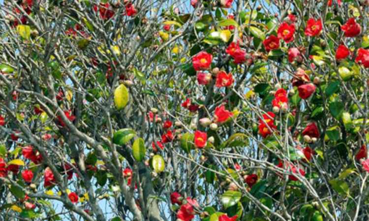 장사도 해상공원