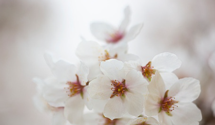 벚꽃 개화시기 2025