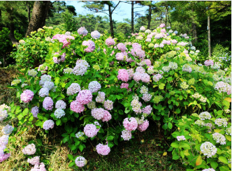 부산 태종대 수국축제기간12