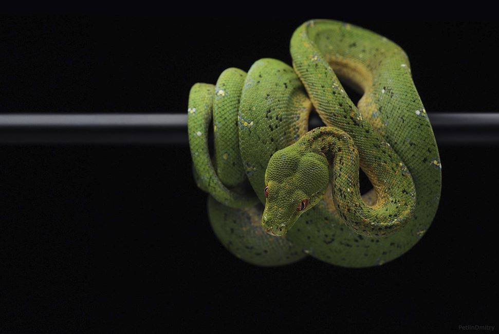 뱀 꿈 해몽 총정리｜재물운&middot;변화&middot;인연의 신호?