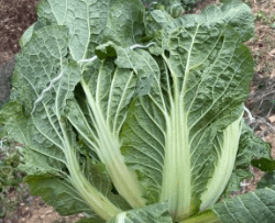 김장 배추 고르는 방법