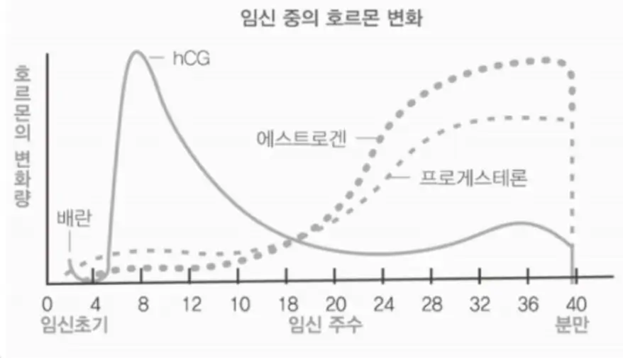 임신중-호르몬-변화표