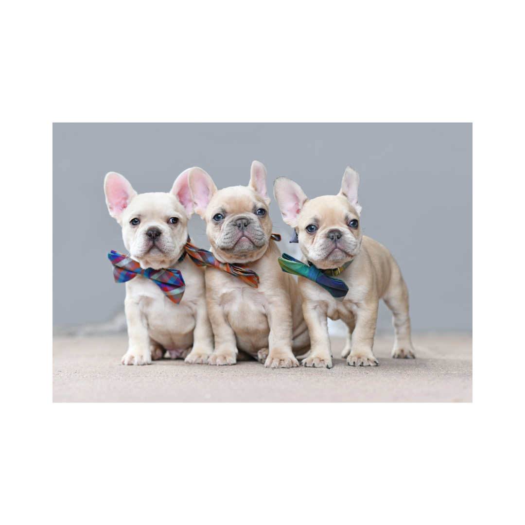 강아지 나이 계산법과 이에 따른 건강 관리법 알아보기