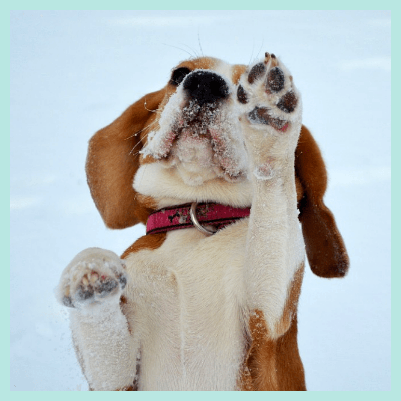 강아지-겨울-산책