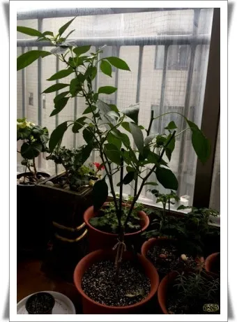 텃밭 고추 키우는 법 모종심기 지지대 순지르기 탄저병 예방_23