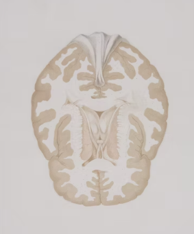 포스파티딜세린 효능 가격 식약처 인증 추천 부작용