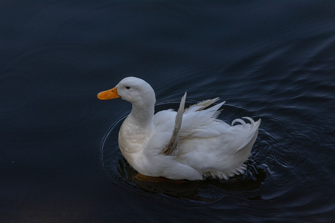 Han Duck-soo